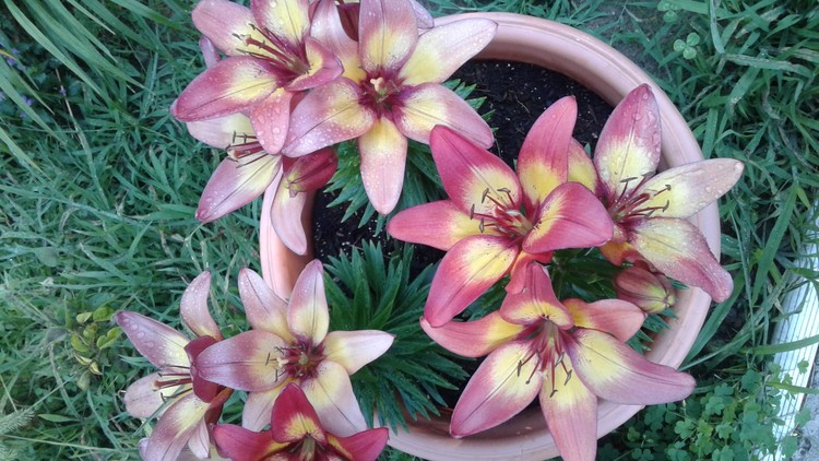 Summer blooms