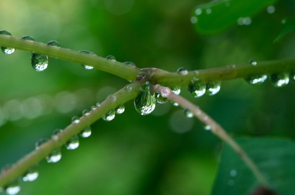 MACRO DROPS