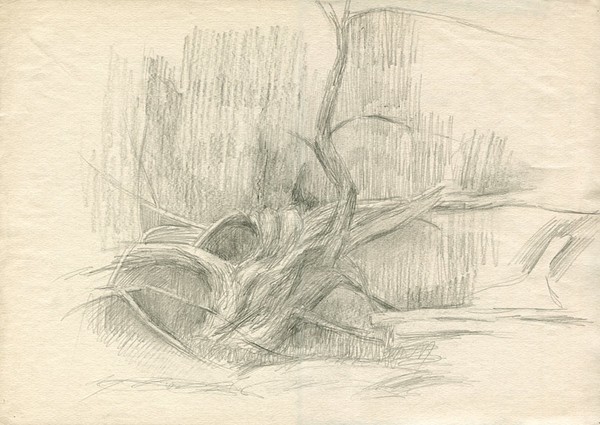 Old Willow-tree on the Rozhaika river. 1978