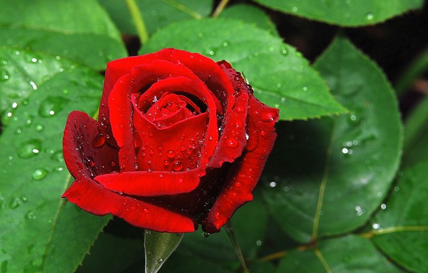 red rose