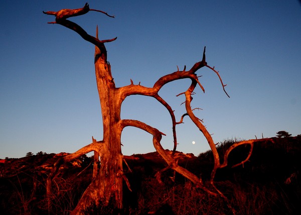 Gnarled Tree Framing a Moonrise