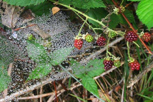 Dewy Web Among the Berries