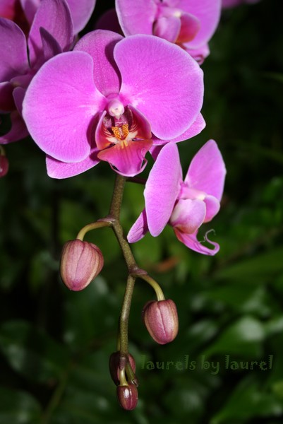 Orchid Blooms & Buds in Pink
