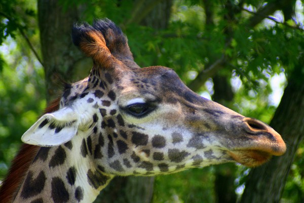 Giraffe Up Close