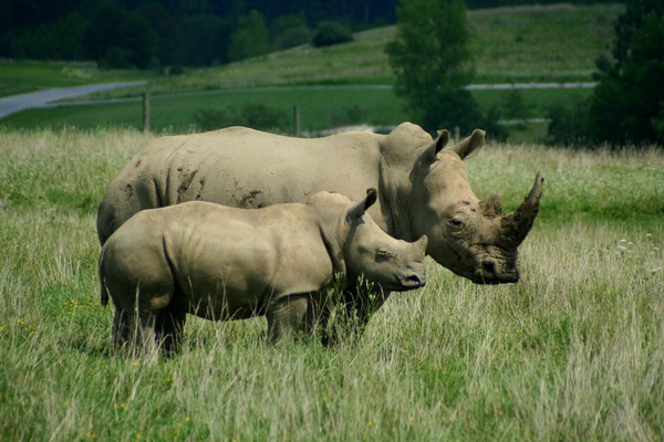 Southern White Rhino Mother and Baby