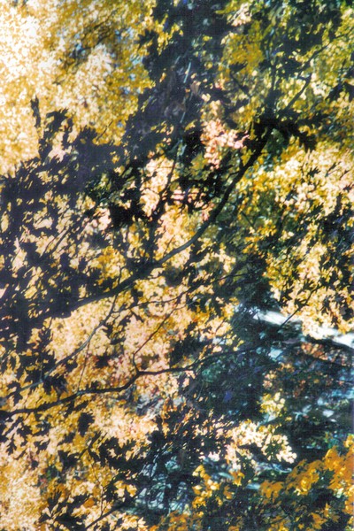 Fall Shadows