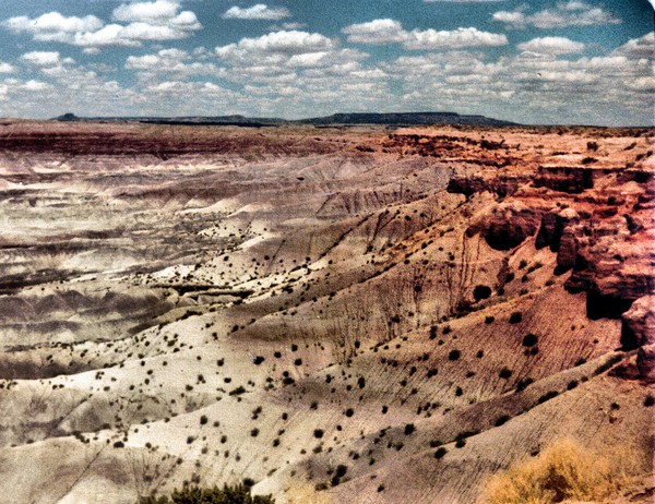painrted desert vegetation