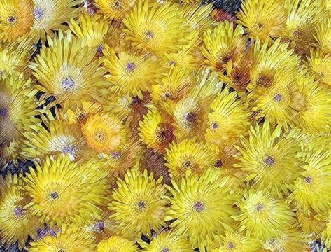 flowers rug