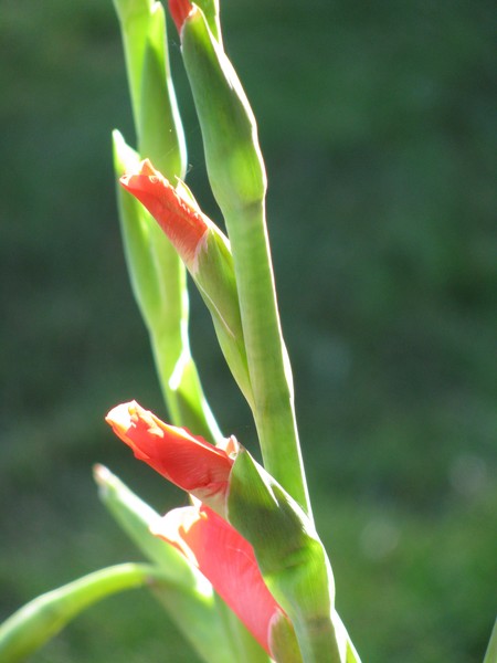 Flower stem