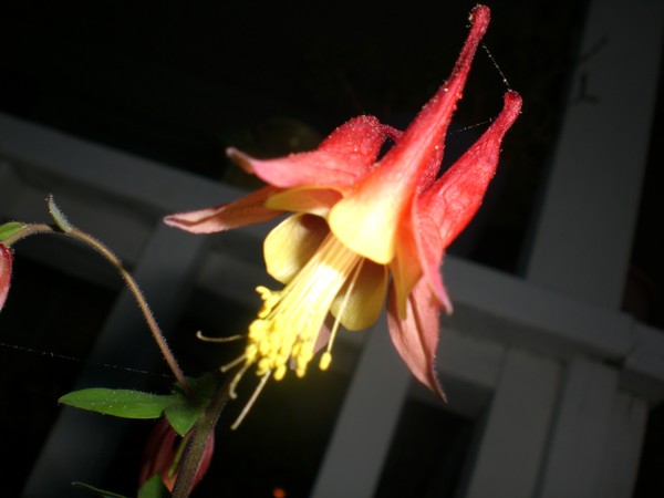 columbine_2