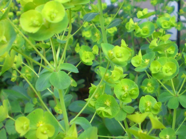 Irish_Bells
