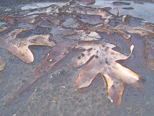Fallen Leaves