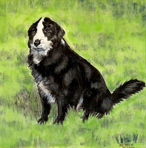 Stripe, a Border Collie Mix