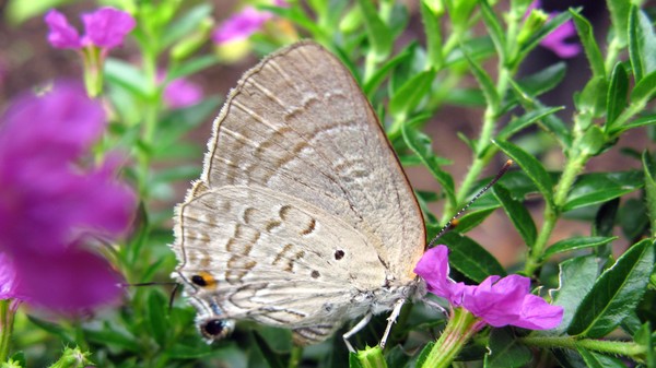Butterfly001
