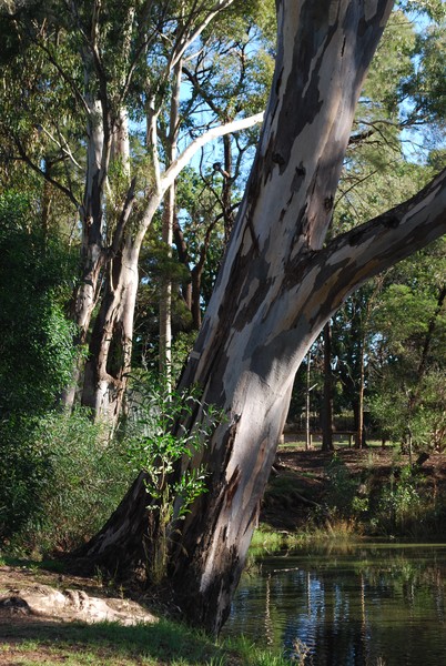 Eucalyptus Tree