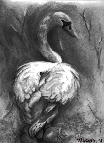 Mute Swan