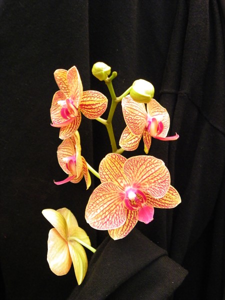 EXOTIC ORCHIDS
