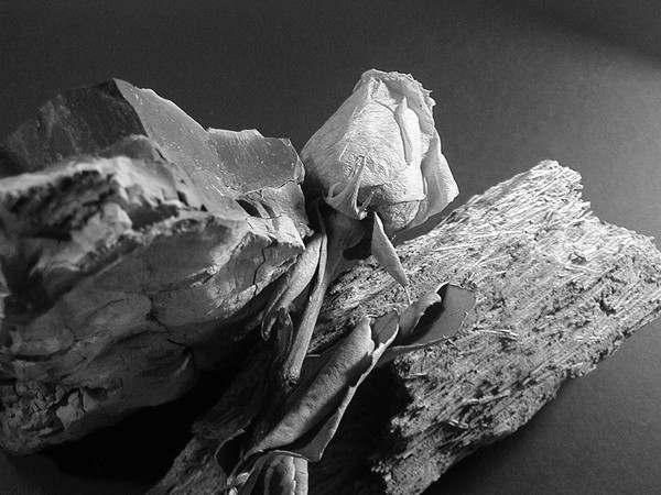 Rose Rock Wood