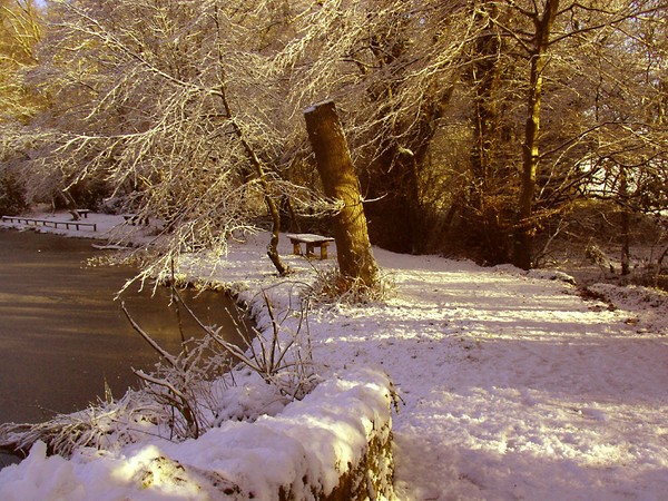 winterwoods3