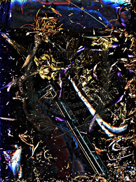 Dry Flower Scan Edit