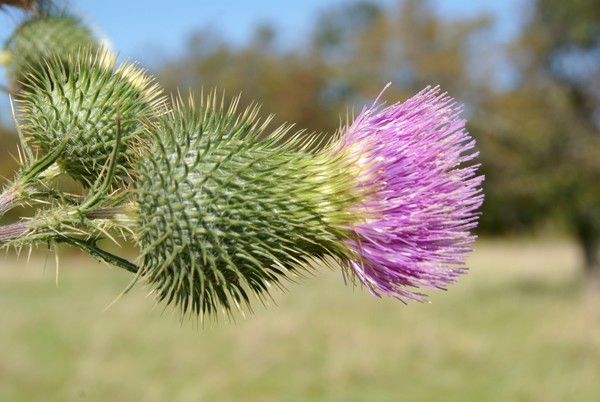 Always Reminds Me Of Scotland