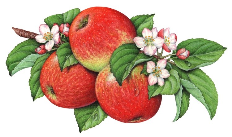 Honey Crisp Apple Branch Illustration