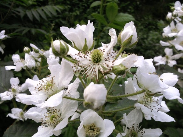 bizzare looking flowers