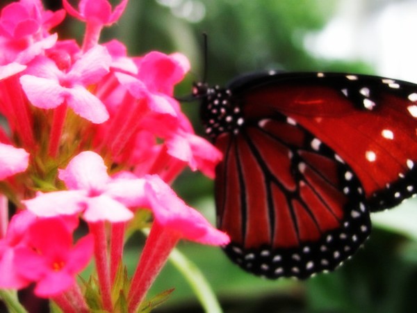 Flutterby.