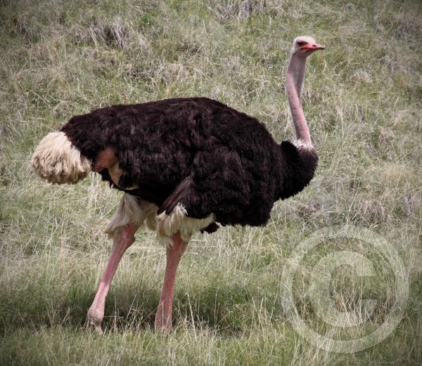 Ostrich #2