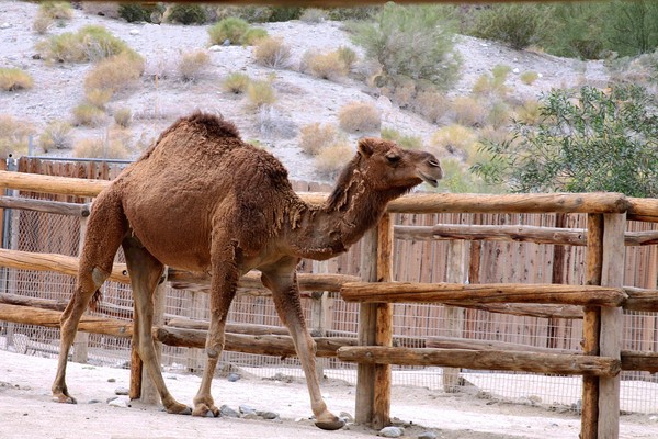 Walking Camel