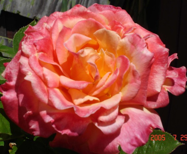 rose yessy 1