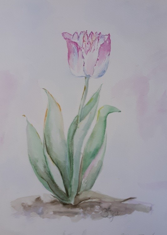 Lip Kissed Tulip