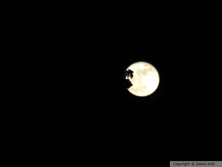 Moon