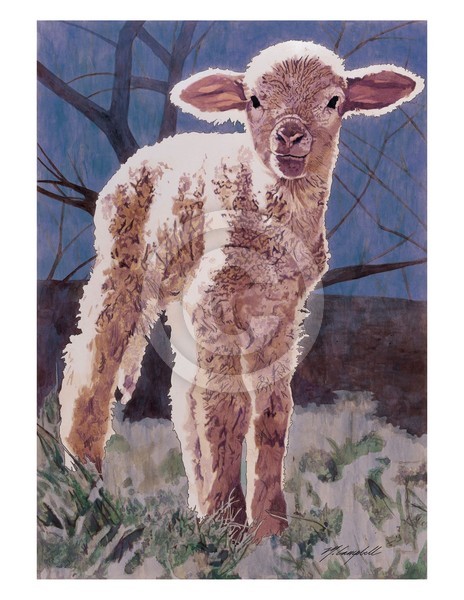 Lamb