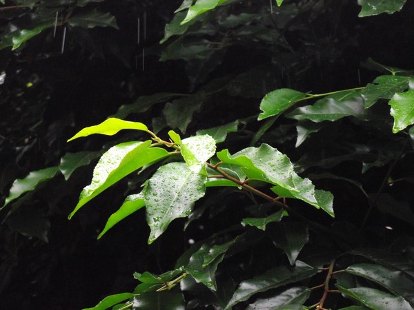 Wet and rainy day