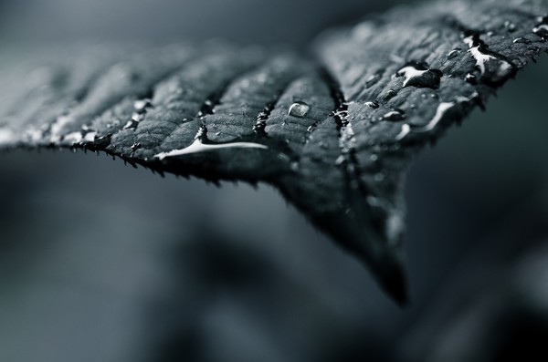 a wet leaf
