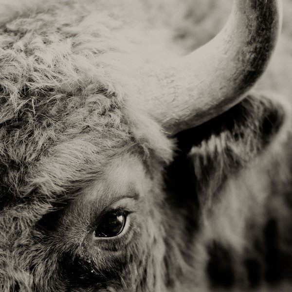 Bison 1