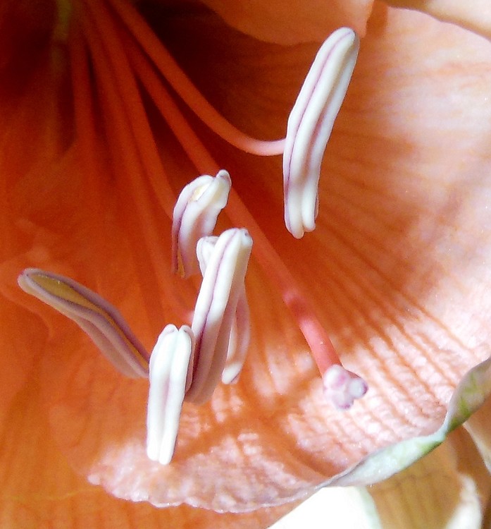 AMARYLLIS CORE