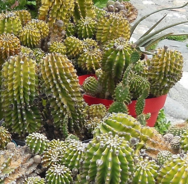 COLLECTION OF CACTUS
