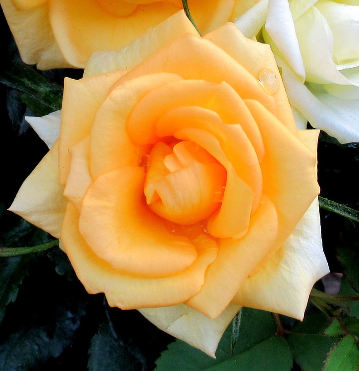 ROSE FESTIVAL 2018 N° 5