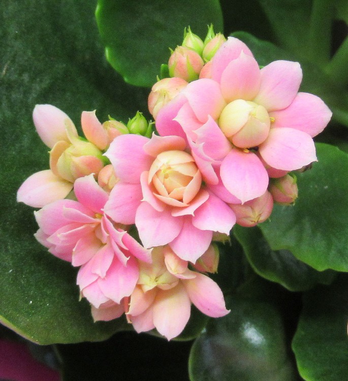 KALANCHOE
