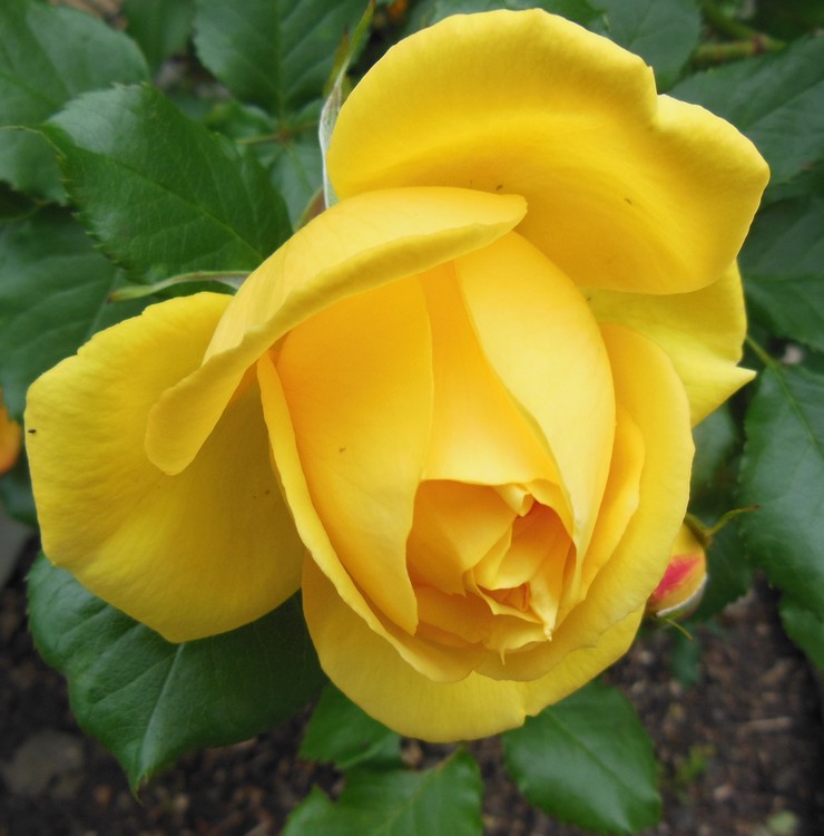 WISH YOU A SUNNY WEEK !!!