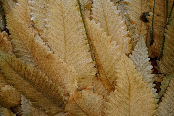 Fern leaf Drynaria Rigidula Polypodiaceae