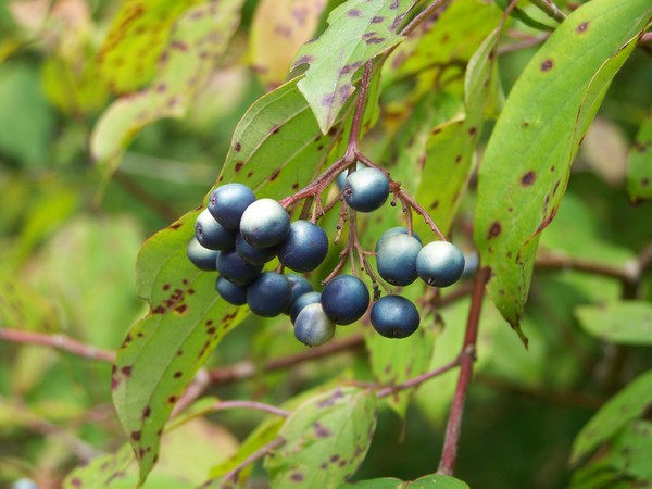Berries