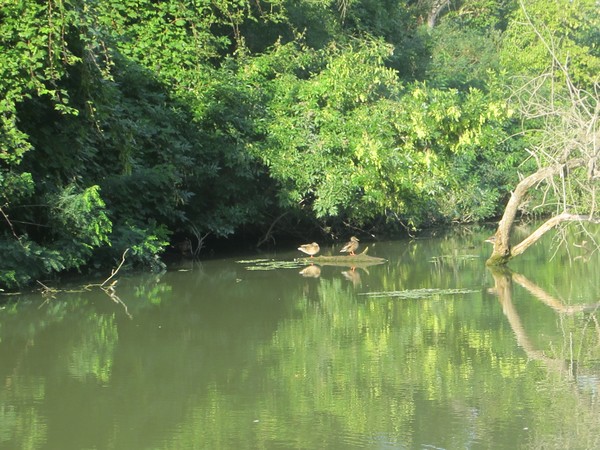 Resting