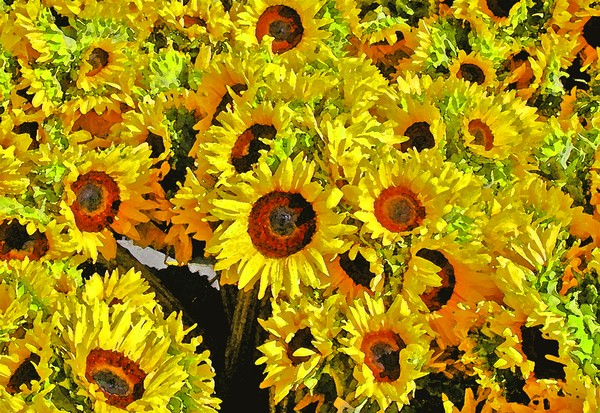 Sunflowers
