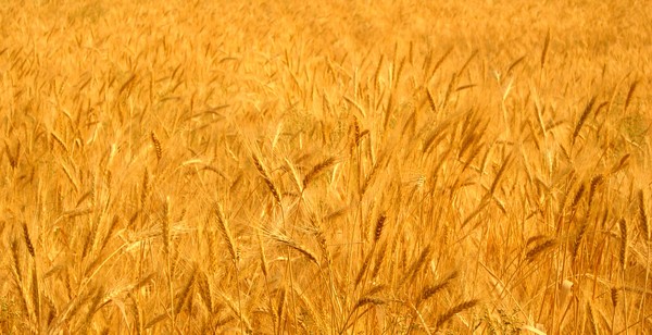 Golden Fields