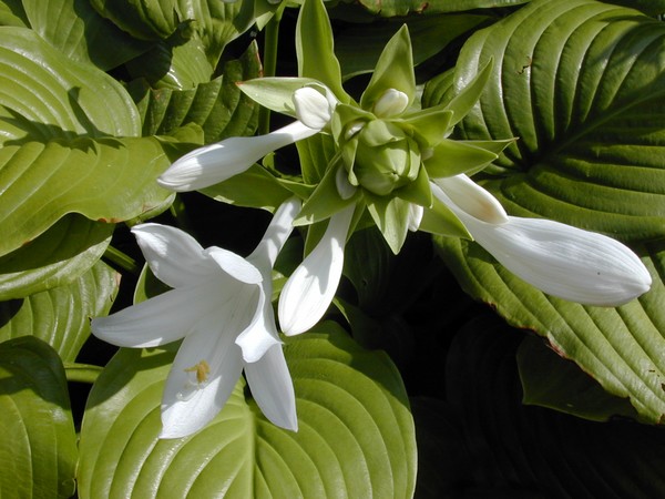 The Mother of All Hostas