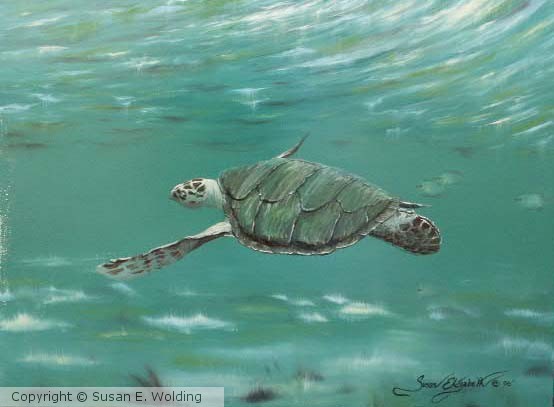Green Sea Turtle