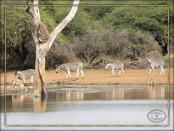 Zebra at Sunset Dam